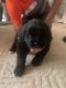 St. Bernard Puppies for sale in Sparta, WI 54656, USA. price: NA