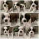 St. Bernard Puppies for sale in Bakersfield, CA, USA. price: $800