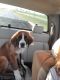 St. Bernard Puppies for sale in Corbin, KY 40701, USA. price: $400
