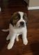 St. Bernard Puppies for sale in Irving, TX, USA. price: NA