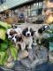 St. Bernard Puppies for sale in Graysville, TN, USA. price: NA