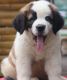 St. Bernard Puppies for sale in Jeypore, Odisha, India. price: 25000 INR