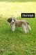 St. Bernard Puppies for sale in Schenectady, NY, USA. price: $125,000