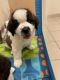 St. Bernard Puppies for sale in Albuquerque, NM, USA. price: NA