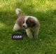 St. Bernard Puppies for sale in Schenectady, NY, USA. price: $1,250