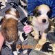 St. Bernard Puppies for sale in Manchester, TN 37355, USA. price: NA