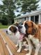 St. Bernard Puppies for sale in East Hampton, CT, USA. price: $1,700