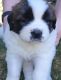 St. Bernard Puppies for sale in Shelton, WA 98584, USA. price: $1,000
