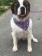 St. Bernard Puppies for sale in Madison Heights, VA 24572, USA. price: $1,500