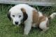 St. Bernard Puppies for sale in Windsor, MO 65360, USA. price: $500