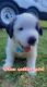 St. Bernard Puppies for sale in Stanley, VA 22851, USA. price: $900