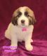 St. Bernard Puppies for sale in Imperial, MO, USA. price: $450