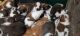 St. Bernard Puppies for sale in Athens, WI 54411, USA. price: $800