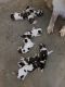 St. Bernard Puppies for sale in Harvest, AL 35749, USA. price: $600
