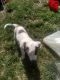 St. Bernard Puppies for sale in Swanton, OH 43558, USA. price: $350