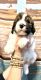 St. Bernard Puppies for sale in Jonesboro, AR, USA. price: $2,500
