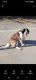 St. Bernard Puppies for sale in Monterey, CA, USA. price: NA