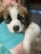 St. Bernard Puppies for sale in 113 Holiday Ln, Mocksville, NC 27028, USA. price: NA
