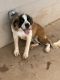 St. Bernard Puppies for sale in Ennis, TX, USA. price: NA