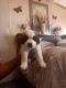St. Bernard Puppies for sale in Arvilla, ND 58214, USA. price: $700