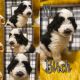 St. Bernard Puppies for sale in Diana, TX 75640, USA. price: NA
