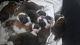 St. Bernard Puppies for sale in Thiroor, Thrissur, Kerala, India. price: 35000 INR