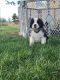 St. Bernard Puppies for sale in Safford, AZ 85546, USA. price: NA