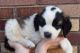 St. Bernard Puppies for sale in Sugar City, ID, USA. price: NA