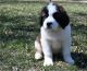 St. Bernard Puppies for sale in NJ-27, Edison, NJ, USA. price: $300