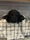 St. Bernard Puppies for sale in Fort Worth, TX, USA. price: NA