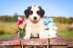 St. Bernard Puppies for sale in Minneapolis, MN, USA. price: $895
