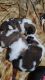 St. Bernard Puppies for sale in Denver, CO, USA. price: $1,000