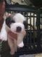 St. Bernard Puppies for sale in Denver, CO, USA. price: $1,000