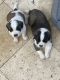 St. Bernard Puppies for sale in Peoria, AZ, USA. price: $1,300