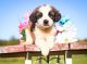 St. Bernard Puppies for sale in Minneapolis, MN, USA. price: $795