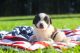 St. Bernard Puppies for sale in Minneapolis, MN, USA. price: NA