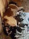 St. Bernard Puppies for sale in St Maries, ID 83861, USA. price: NA