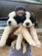 St. Bernard Puppies for sale in Thodupuzha, Kerala, India. price: NA