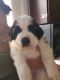 St. Bernard Puppies for sale in Denver, CO, USA. price: NA
