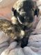 St. Bernard Puppies for sale in Peoria, AZ, USA. price: $1,800
