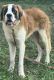 St. Bernard Puppies for sale in Winter Haven, FL, USA. price: NA