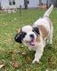 St. Bernard Puppies for sale in Marion, OH 43302, USA. price: $1,000