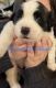St. Bernard Puppies for sale in Dallas, OR 97338, USA. price: NA
