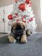 St. Bernard Puppies for sale in Riverside-San Bernardino-Ontario, CA, CA, USA. price: NA