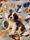 St. Bernard Puppies for sale in Dayton, OH, USA. price: NA