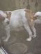 St. Bernard Puppies for sale in Mason County, WA, USA. price: NA