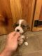 St. Bernard Puppies for sale in Ava, MO 65608, USA. price: $200