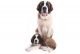 St. Bernard Puppies for sale in Indore, Madhya Pradesh, India. price: 18,999 INR