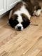 St. Bernard Puppies for sale in Center Moriches, NY, USA. price: $1,800