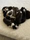 St. Bernard Puppies for sale in Valdosta, GA 31602, USA. price: $1,500